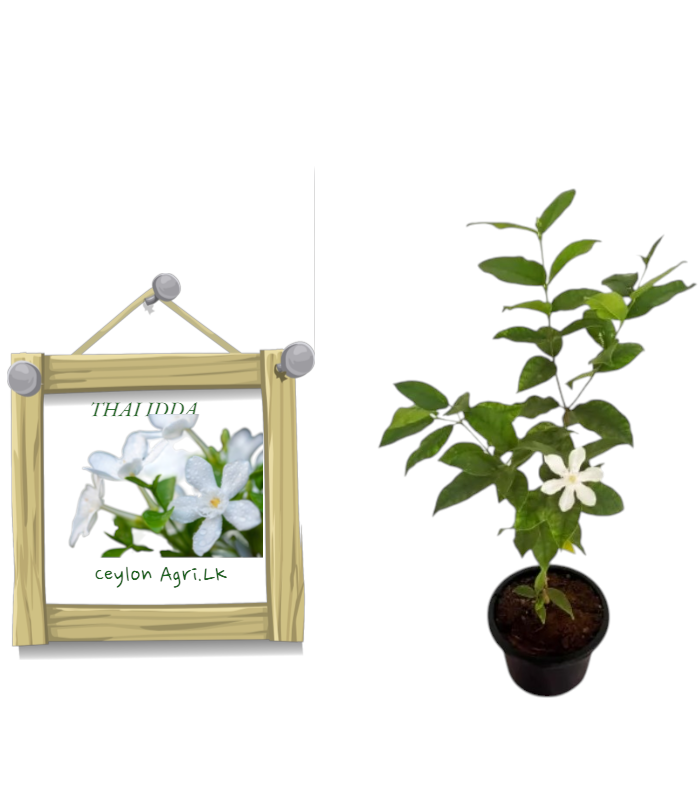 Ceylon Agri