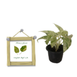 Many plant | මනී ප්ලාන්ට්