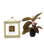 Aglaonema Plant | ඇග්ලෝනීමා
