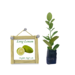 Lemon | දිග ලෙමන්