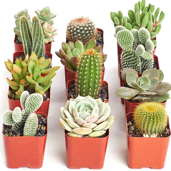 Cactus and Succulents / පතොක් සහ මාංශ ශාක