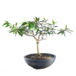 Kubuk Plant | කුඹුක් පැළ