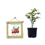 australian-beach-cherry-ceylon-agri-best-healthy-plants australian-beach-cherry-ceylon-agri-best-healthy-plants