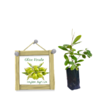 Olive Veralu | ඔලිව් වෙරළු (Grafted)