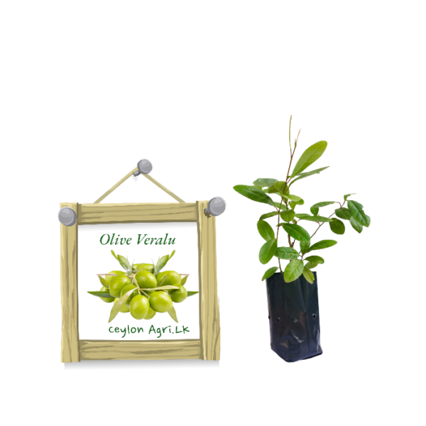 Olive Veralu | ඔලිව් වෙරළු (Grafted)