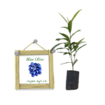 Blue Olives | නිල් වෙරළු (බීජ පැළ)