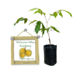 Rambutan | මැලේසියන් කහ රඹුටන් (බද්ධ පැළ)