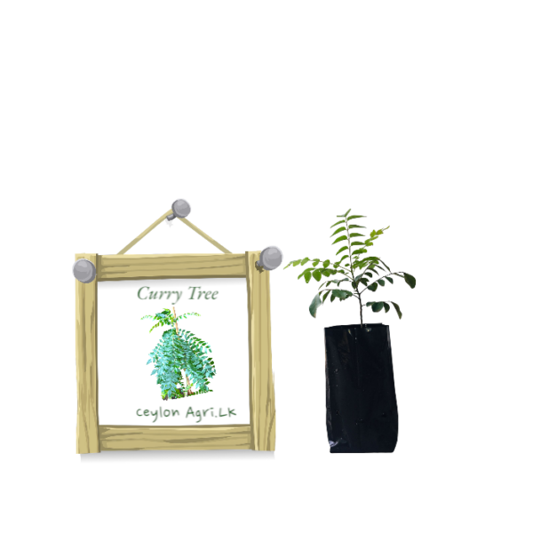 curry leaves plant