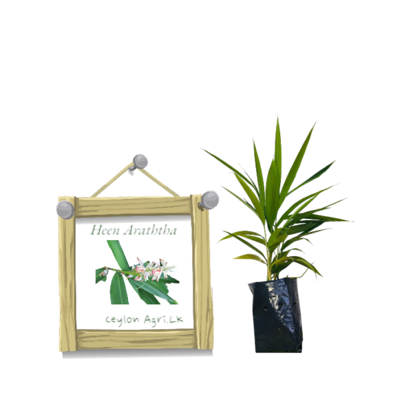 Heen Araththa from Ceylon Agri - Best and Healthly Plants