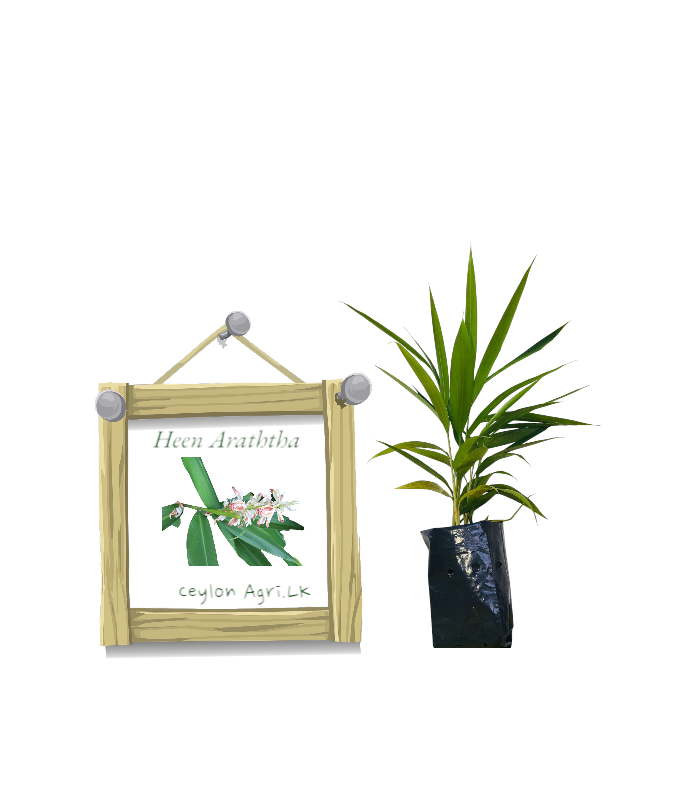 Heen Araththa from Ceylon Agri - Best and Healthly Plants Heen Araththa from Ceylon Agri - Best and Healthly Plants