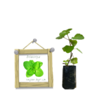 Iriweriya from Ceylon Agri - Best and Healthly Plants