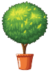 ceylon-agri-forest-plant
