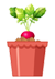 Vegetable Plants / එළවලු පැල