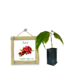 Lovi | ලොවි (බද්ධ පැළ)