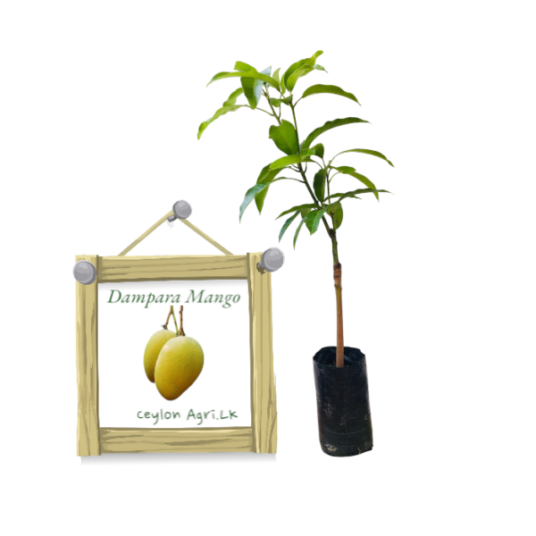 Dampara Mango | දම්පර අඹ (බද්ධ පැළ)