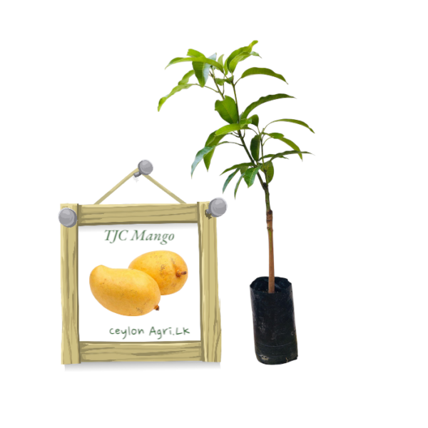 TJC Mango | ටොම් .ජේ. සී.අඹ (බද්ධ පැළ)