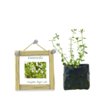 Lunuwila | ලුණුවිල