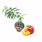 peach-ceylon-agri-best-healthy-plants