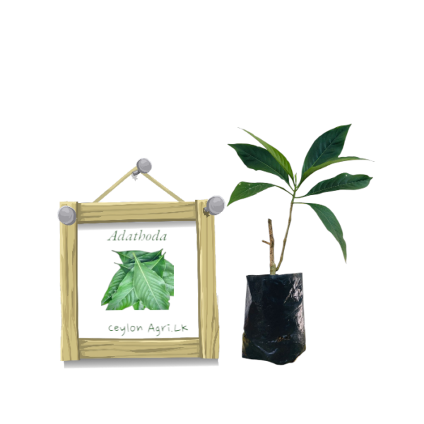 Adathoda from Ceylon Agri - Best and Healthly Plants