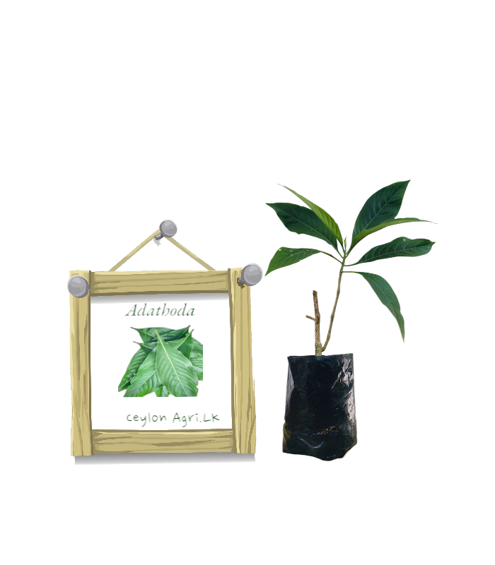 Adathoda from Ceylon Agri - Best and Healthly Plants Adathoda from Ceylon Agri - Best and Healthly Plants
