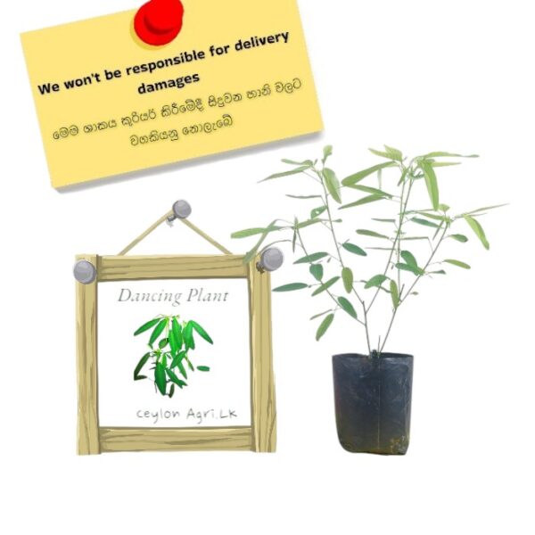Dancing Plant