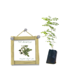 Nil Awariya from Ceylon Agri - Best and Healthly Plants