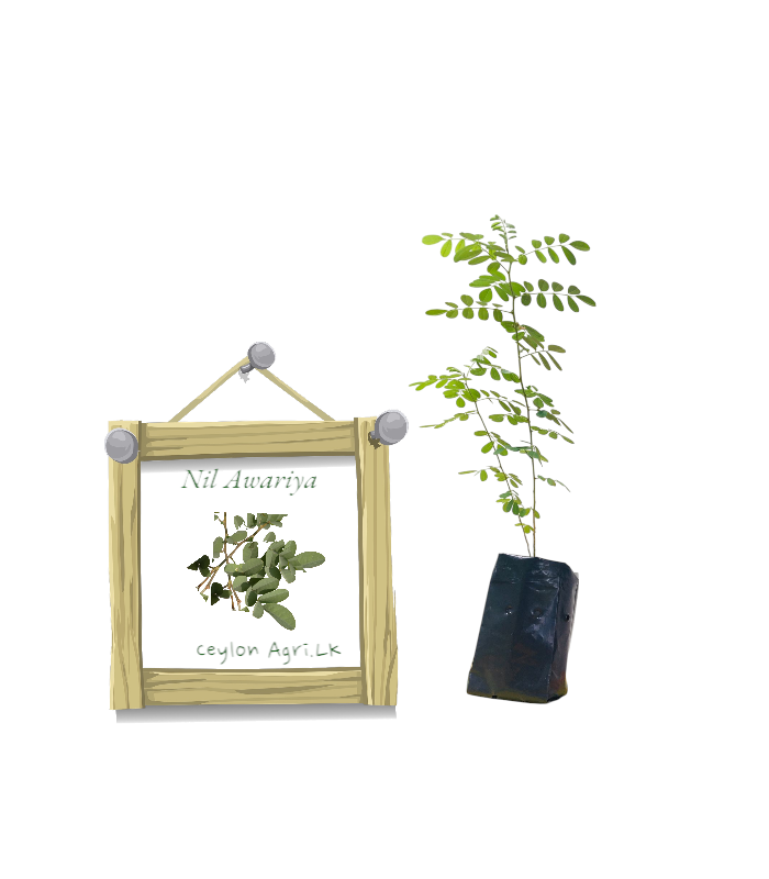 Nil Awariya from Ceylon Agri - Best and Healthly Plants Nil Awariya from Ceylon Agri - Best and Healthly Plants