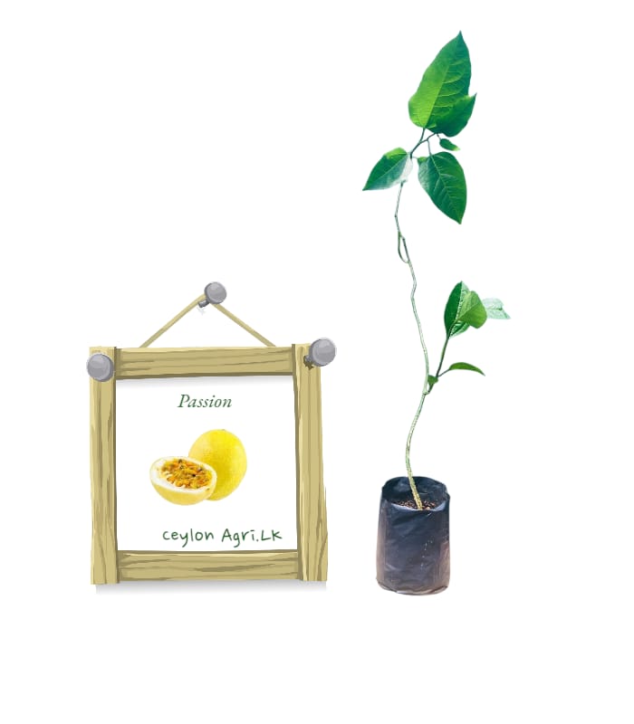 Passion Fruit Passion Fruit