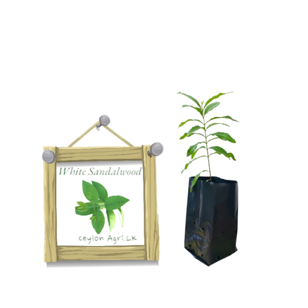 White Sandalwood from Ceylon Agri - Best and Healthly Plants