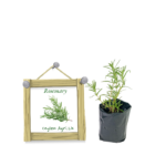 rosemary-ceylon-agri-best-healthy-plants rosemary-ceylon-agri-best-healthy-plants