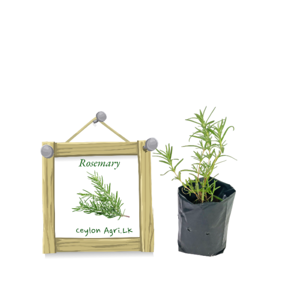 rosemary-ceylon-agri-best-healthy-plants