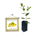 yellow-chinese-guava-ceylon-agri-best-healthy-plants yellow-chinese-guava-ceylon-agri-best-healthy-plants