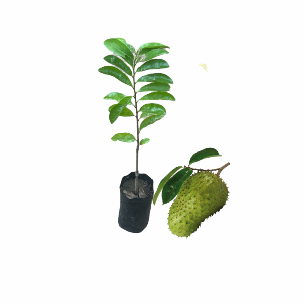 Soursop | කටු අනෝදා (බද්ද පැළ)