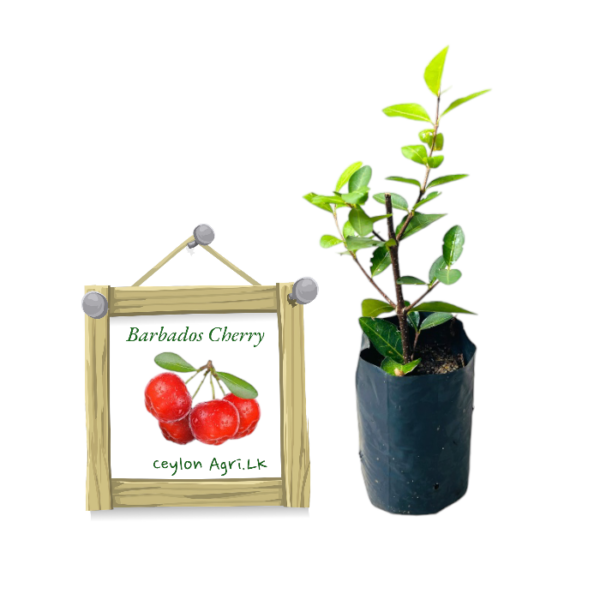 Barbados Cherry | බා(ර්)බඩෝස් චෙරි (ලේයර් පැළ)