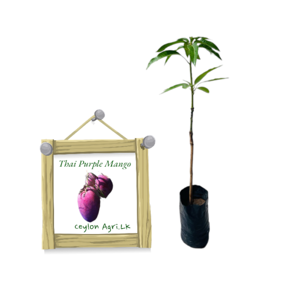 Purple Mango | දම් අඹ (බද්ධ පැළ) - Thai Variety