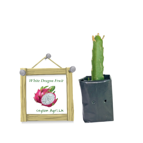 Dragon Fruit - White | ඩ්රැගන් ෆෘට් - සුදු  (ලේයර් පැළ)