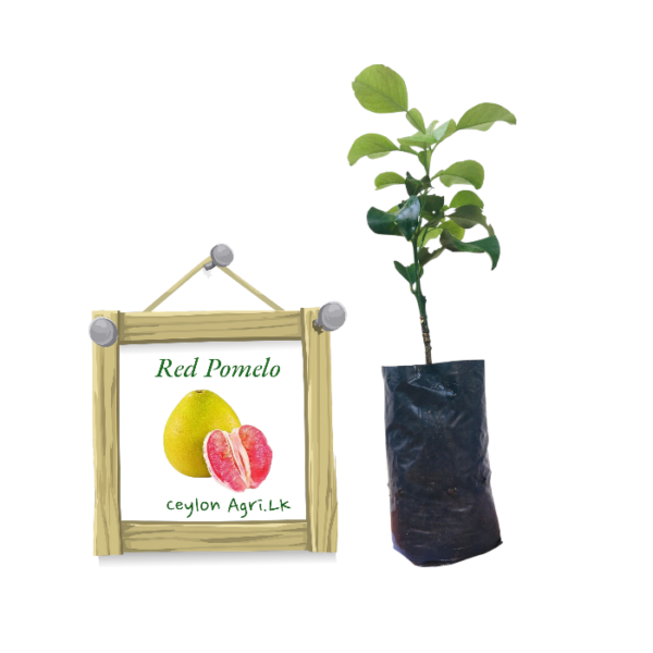 Red Pomelo | රතු ජම්බෝල (බද්ධ පැළ)