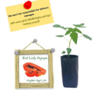 Red Lady Papaya | රෙඩ් ලේඩි ගස්ලබු