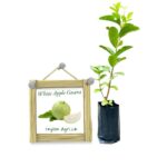 White Apple Guava | සුදු ඇපල් පේර White Apple Guava | සුදු ඇපල් පේර