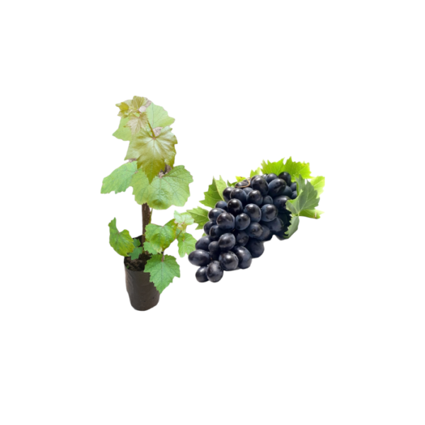Israel Black Grapes Plants