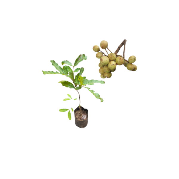 Ceylon Oak or Kon Fruit Plants