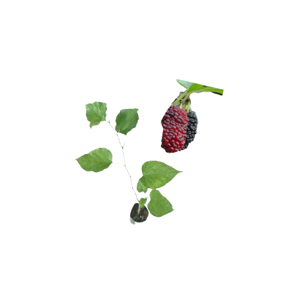 Ceylon Mulberry Plants