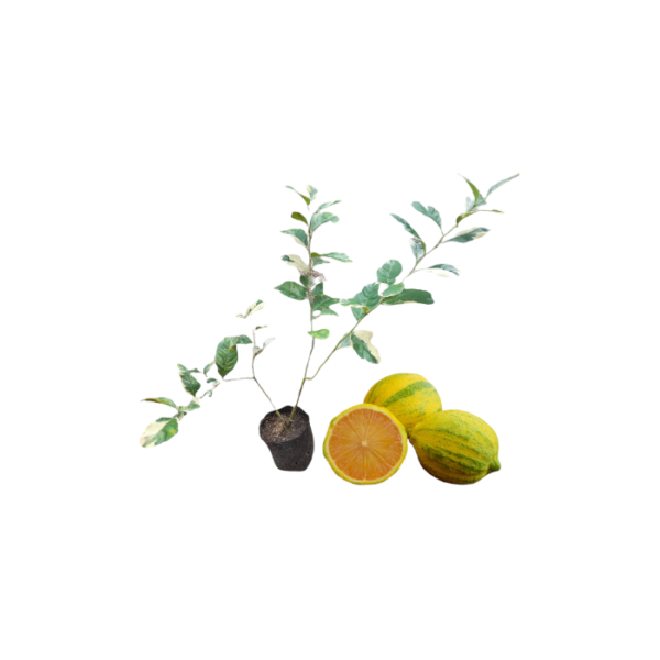 Variagated Lemon Plants