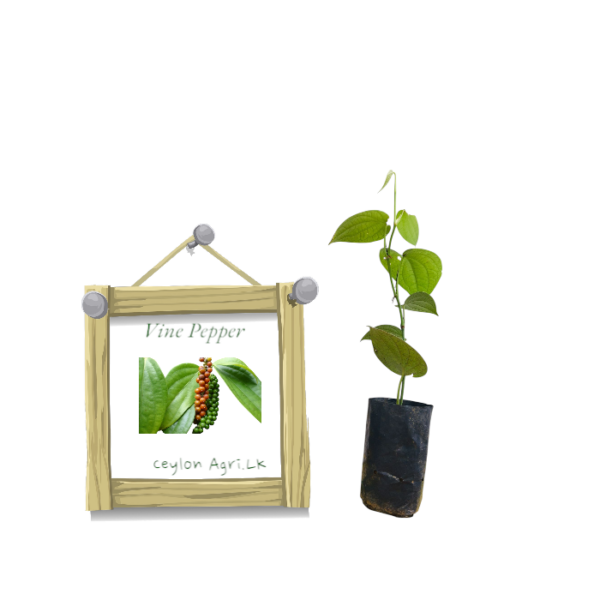 Vine Pepper from Ceylon Agri - Best and Healthly Plants