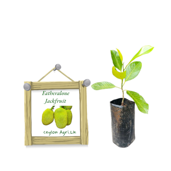 Fatheralone Jackfruit | ෆාදර්ලෝන් කොස් (බද්ධ)