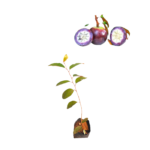 Kiri Palu | කිරි පලු (ලේයර් පැළ)