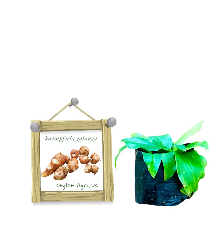 WhatsApp Image 2025-12-26 at 15.50.35 Inguru piyali