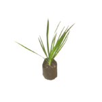 Nira Leeks | නීරා ලීක්ස්