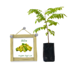 Cucumber Tree | Bilin | බිලිං (බීජ පැල)