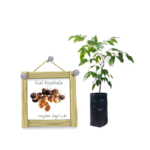 Gal Siyabala | Velvet Tamarind | ගල් සියඹලා (බීජ පැල)